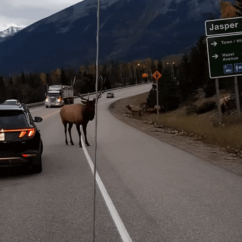 Bull Elk Car GIF by Storyful