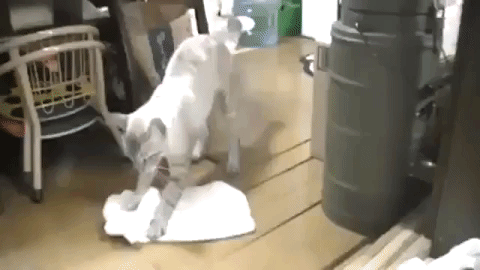 passar pano GIF