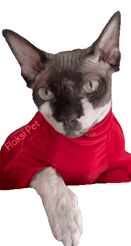 FloksiPet giphyupload cat what cats Sticker