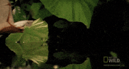 surprise score GIF by Nat Geo Wild 