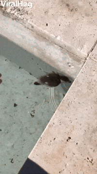 Duckling Goes For Double Dip