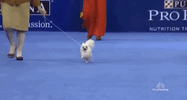 national dog show 2018 GIF by NBC