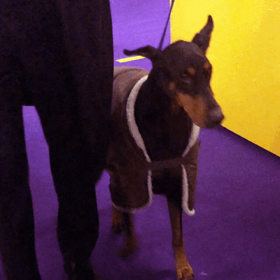 dog show GIF by Westminster Kennel Club