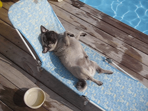 Video gif. Dog is sunbathing on a beach chair and it looks up at us contentedly.