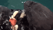 Sea Otter GIF by Georgia Aquarium