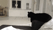 Video gif. Black cat sitting on the arm of a couch sticks its paw out to high five a human walking by.