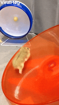 Hamster Loves Running on Her Saucer