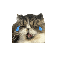 Cat Love Sticker
