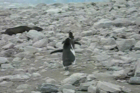 street penguin GIF