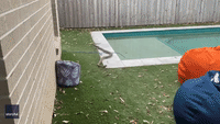 Huge Snake Takes at Dip in Backyard Pool