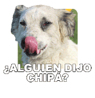 Adoptanocompres Camperito Sticker by El Campito Refugio