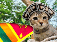 Sri Lanka Cat GIF