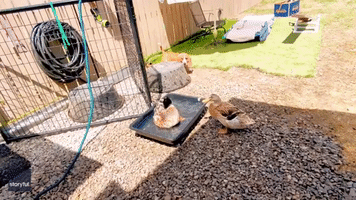 Duck and Basset Hound's Playful Standoff Leaves Farmer in Stitches