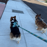 Big Brother Walk GIF