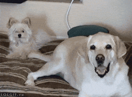 Dog Wagging GIF
