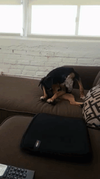 Dog Stinks GIF