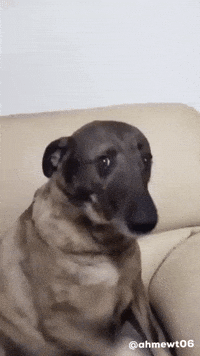 Gariban Köpek GIF