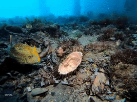 Diver Has Close Encounter With 'Skittish' Ornate Cowfish