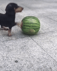 Video gif. Dachshund sees a watermelon and hops on top of it with all four paws. It walks on top of the watermelon, impressively keeping its balance.