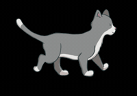 Grey Cat GIF