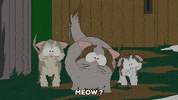 cats looking GIF by South Park 