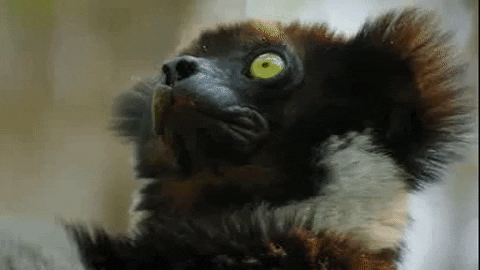 Wildlife gif. Closeup of a lemur as it turns to look at us with wide chartreuse eyes.