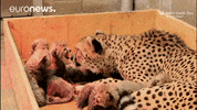 Big Cat Mum GIF by euronews