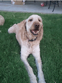 happy dog GIF