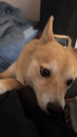 daneahkoz giphycreatortest doge shiba shib GIF