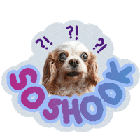 7kingcavaliers jam cavalier cavalier king charles spaniel 7kingcavaliers Sticker