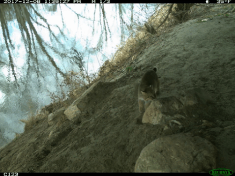 vermont bobcat GIF