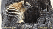 BiaraChews wink numbat numbats GIF
