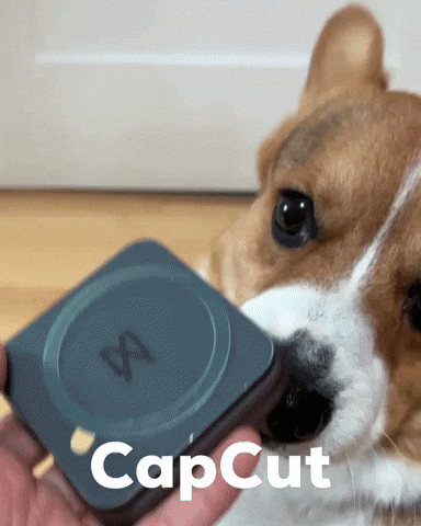 Dog Corgi GIF
