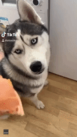 Husky Takes Surprisingly Dainty Bite When Offered Cheeseburger