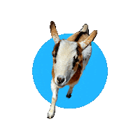 Happy Fun Sticker by Goatta Be Me Goats! Adventures of Java, Toffee, Pumpkin and Cookie!