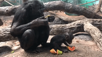 Baby Bonobo 'Taste Tests' Papaya at Cincinnati Zoo