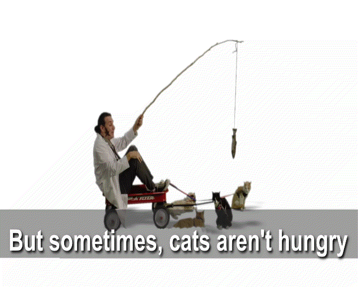 Communiess giphyupload community acb cat car GIF