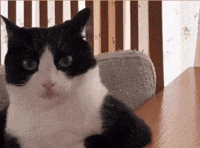 Cat I Am Listening GIF