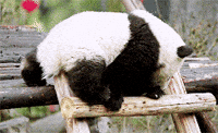 panda bear GIF