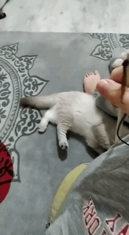 Cepile giphyupload GIF