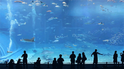 oc aquarium GIF