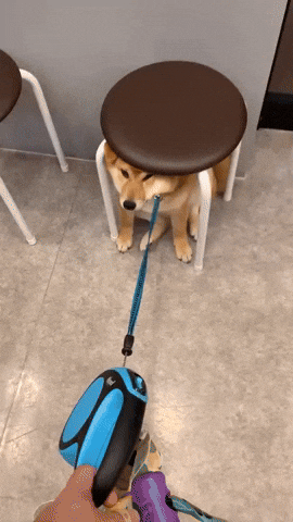 cuteanimalland giphyupload GIF