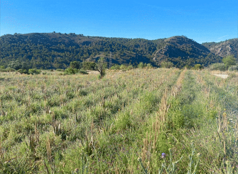 atalayabio giphyupload GIF