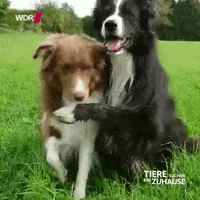 tsez tierschutz GIF by WDR