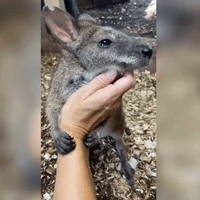 Wallaby Enjoys Extra Scratches on Birthday at Cincinnati Zoo