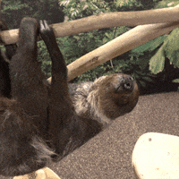 Whats Up Hello GIF by Oregon Zoo