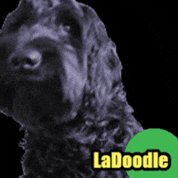 Doodle Nova GIF by Tanja Bouwhuis Fotografie en Design | Fitness Fotografie Nederland