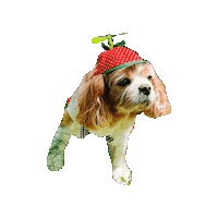 Cavalier Sticker