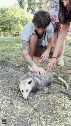 Possum Attracts New Yorkers