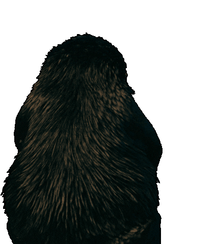 fantasticbeastsjapan giphyupload ファンタスティックビースト ファンタビ 魔法動物 Sticker